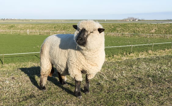 hampshire down sheep with thick coat of wool on green grass in holland nature on a dike with wide horizon and farm on the background in summer 