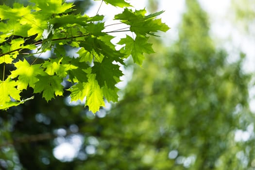 Maple branch on a background of green forest