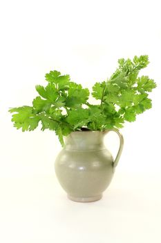 green bunch of coriander on a light background