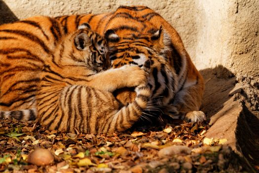 The tiger mum in the zoo with her tiger cub - sunny photo