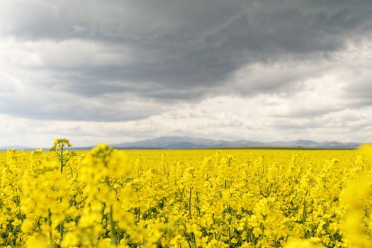 Field of rapeseed against sky with clouds