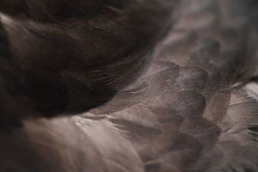 Close up photo of beautiful brown feather
