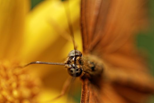 Orange butterfly on a flower in sunlight