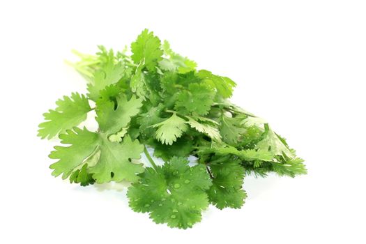 green bunch of coriander on a light background