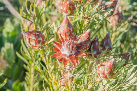 Flower and cones of a protea plant
