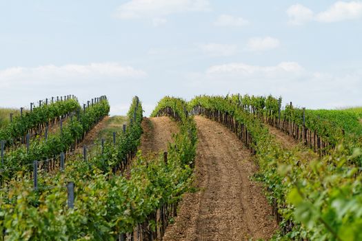 Beautiful landscape in the Tokay grapes - Hungary 