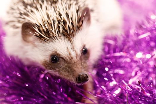 A cute little hedgehog with Christmas decorations