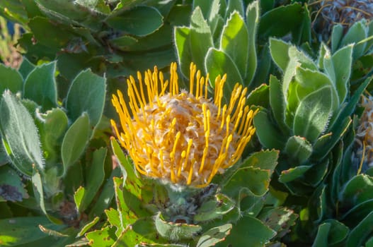Yellow pincushion protea flower