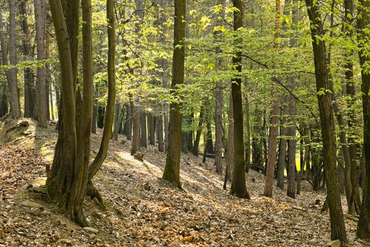 The primeval forest with foliage on the ground