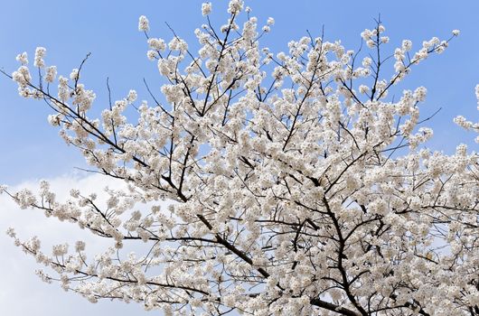 Branches of blooming apple tree with many flowers over blue sky