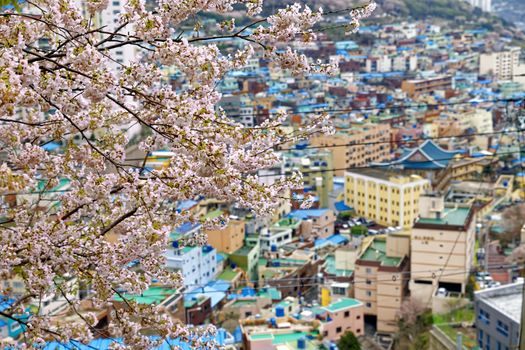 Sakura tree at Gamcheon Culture Village, Busan, South Korea.