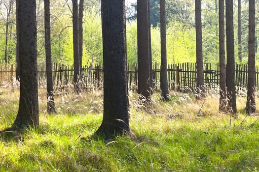 The primeval forest with grass on ground