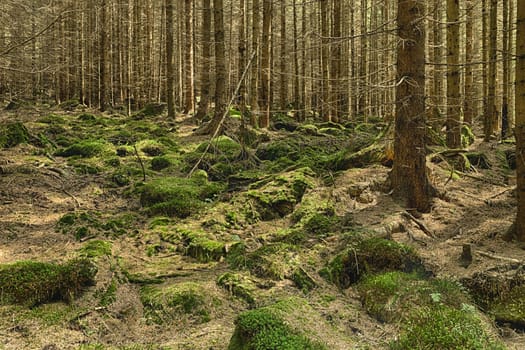 The primeval forest with mossed ground and boulders