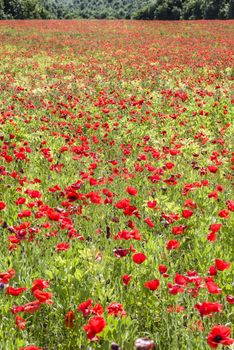 Common poppy flowers, Papaver rhoeas, in a cultivated field