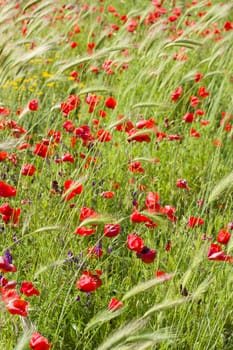 Common poppy flowers, Papaver rhoeas, in a cultivated field