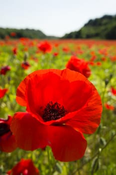 Common poppy flowers, Papaver rhoeas, in a cultivated field