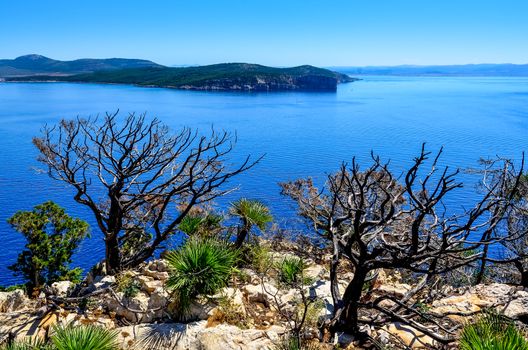 Ocean landscape with dry trees and bushes, Sardinia, Italy