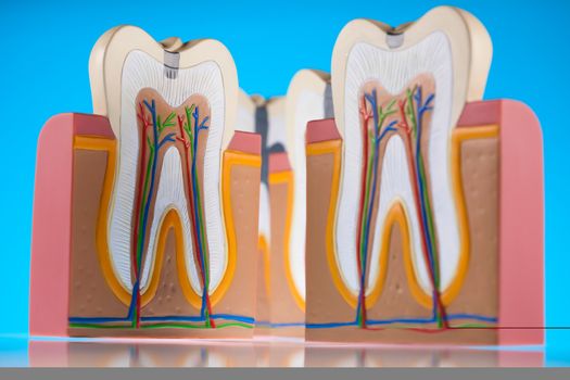 Tooth, bright colorful tone concept