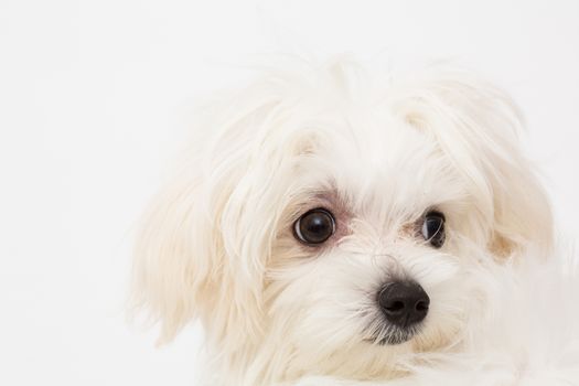 The maltese puppy dog on white background