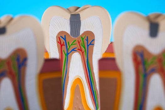 Tooth, bright colorful tone concept