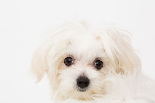 The maltese puppy dog on white background