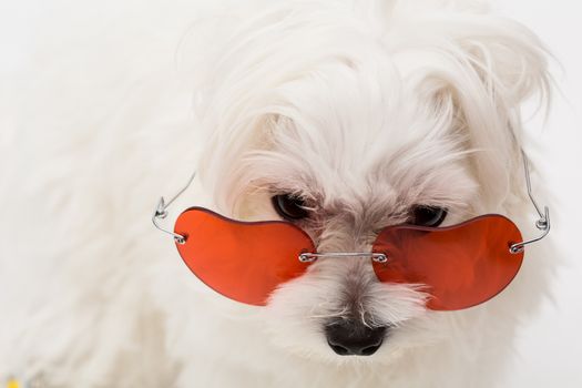 The maltese puppy dog on white background