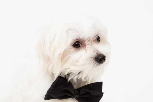 White Maltese dog with black bow and on white background.