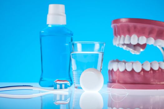 Anatomy of the tooth, bright colorful tone concept