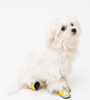 The maltese puppy dog on white background