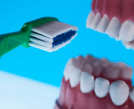 Anatomy of the tooth, bright colorful tone concept