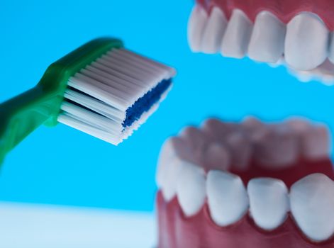 Anatomy of the tooth, bright colorful tone concept