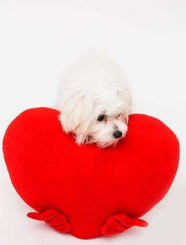 Bichon puppy dog in studio posing with a toy heart