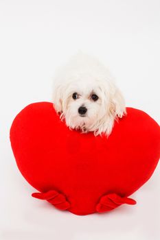 Bichon puppy dog in studio posing with a toy heart