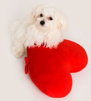 Bichon puppy dog in studio posing with a toy heart