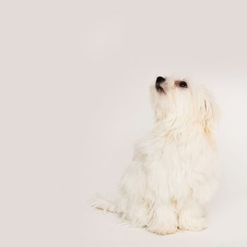 The maltese puppy dog on white background