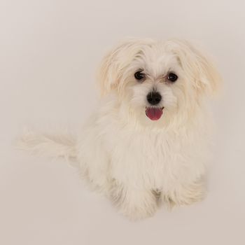 The maltese puppy dog on white background