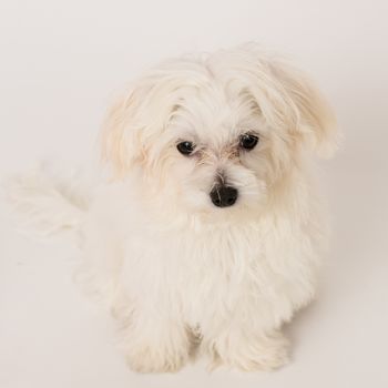 The maltese puppy dog on white background