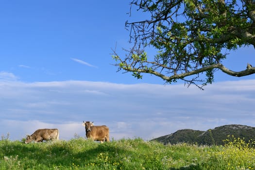 Mountain cows grazing in green meadow full of grass in the spring.