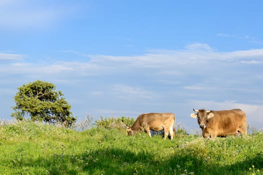 Mountain cows grazing in green meadow full of grass in the spring.