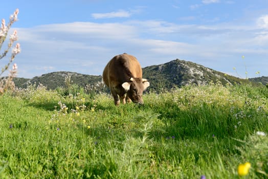 Mountain cow grazing in green meadow full of grass in the spring.