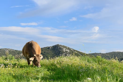 Mountain cow grazing in green meadow full of grass in the spring.