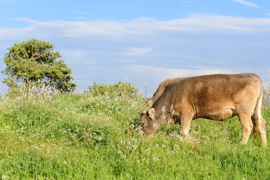 Mountain cows grazing in green meadow full of grass in the spring.