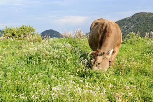 Mountain cow grazing in green meadow full of grass in the spring.