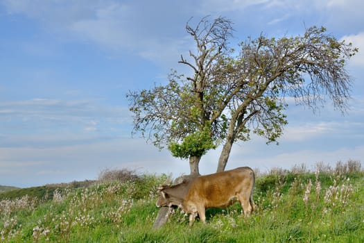 Mountain cows grazing in green meadow full of grass in the spring.
