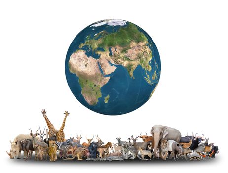 animal of the world with planet earth on white background,Element of this image are furnished by NASA
