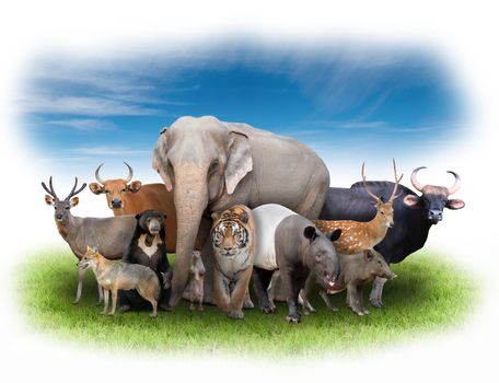 group of asia animals with fresh green grass and blue sky
