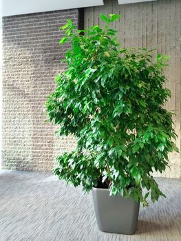 Green tree decorating a room with gray walls and floor.