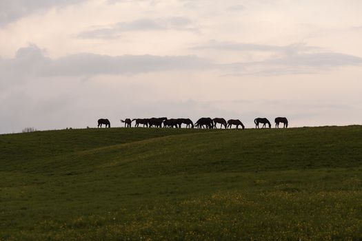 A group of horses on the top of a hill.