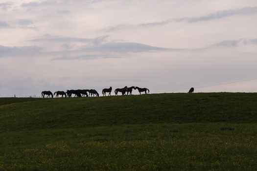 A pack of horses on the top of the hill.