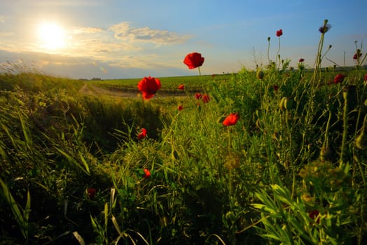 field with green grass and red poppies against the sunset